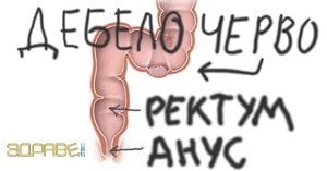 Дебело и право черво (ректум). Анатомия и физиология във връзка с хемороидите 1 дебело черво право черво ректум анус