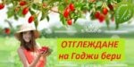 отглеждане на годжи бери