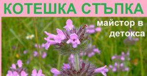 Котешка стъпка: Противопоказания и ползи. За отслабване и против рак. Двойник 6 билка котешка стъпка, Демир бозан